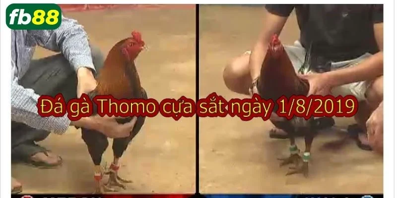 Đá gà online tại sân chơi uy tín FB88 được đánh giá là hình thức cá cược xanh chín.