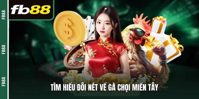 Tìm hiểu đôi nét về gà chọi miền Tây